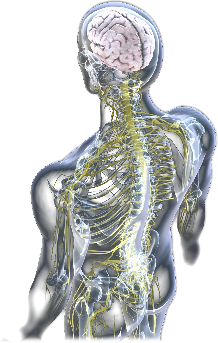 Illustration of the human nervous system with the brain and spinal nerves highlighted