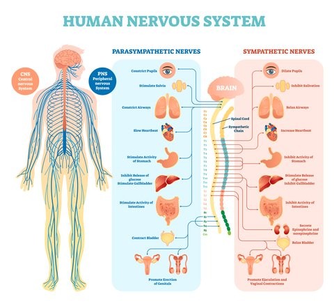 Human nervous system chart showing parasympathetic and sympathetic nerves and the organs they serve